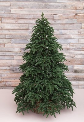 Ель Triumph Tree Нормандия 100% литая тёмно-зелёная