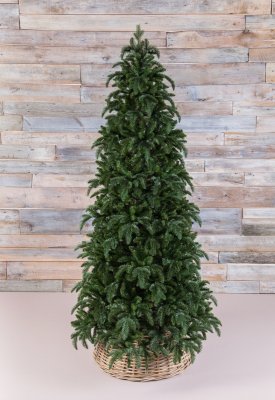 Ель Triumph Tree Нормандия стройная тёмно-зеленая