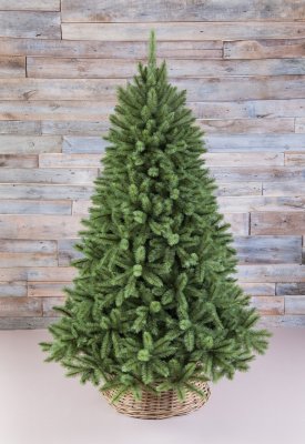 Ель Triumph Tree Лесная красавица голубая